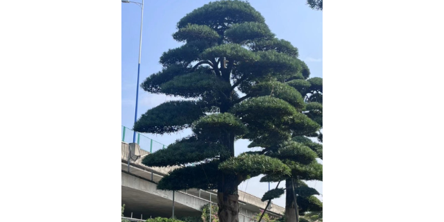 坪山區羅漢松特産 深圳市寶安區羅漢松園供應