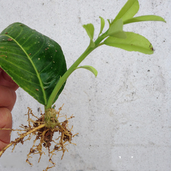 植物克隆-榮威植物克隆生根應用-植物克隆生根