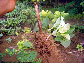 植物克隆技術培訓-植物克隆-榮威植物克隆(查看)