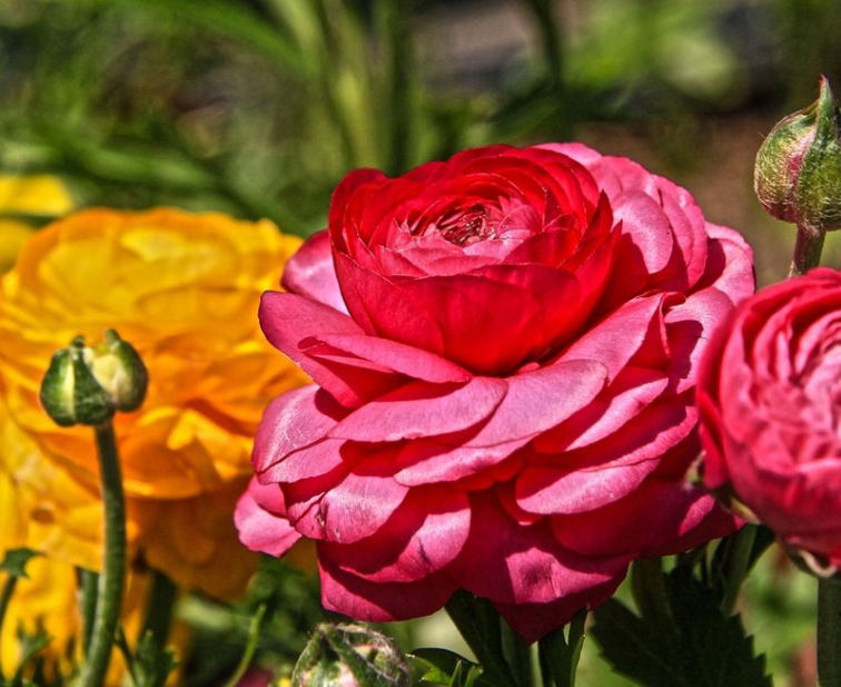 時(shí)令草花供應商-時(shí)令草花-青州坤盛花卉