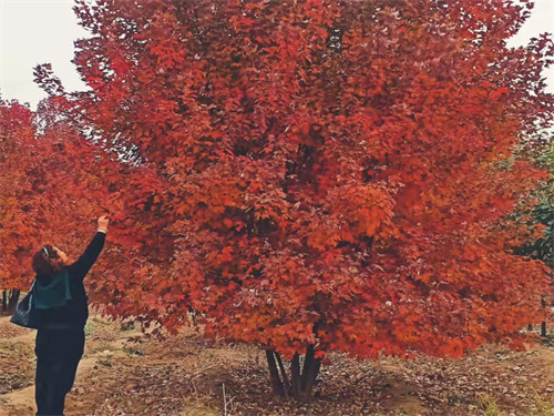 如何種(zhǒng)植叢生美國(guó)紅楓樹-金楓綠化-叢生美國(guó)紅楓