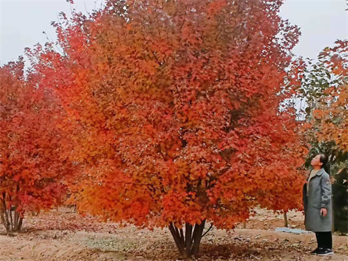 叢生美國(guó)紅楓-金楓綠化-叢生美國(guó)紅楓苗圃