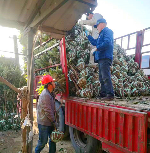 蘇州枇杷苗-蘇吳苗木-白玉冠玉枇杷苗