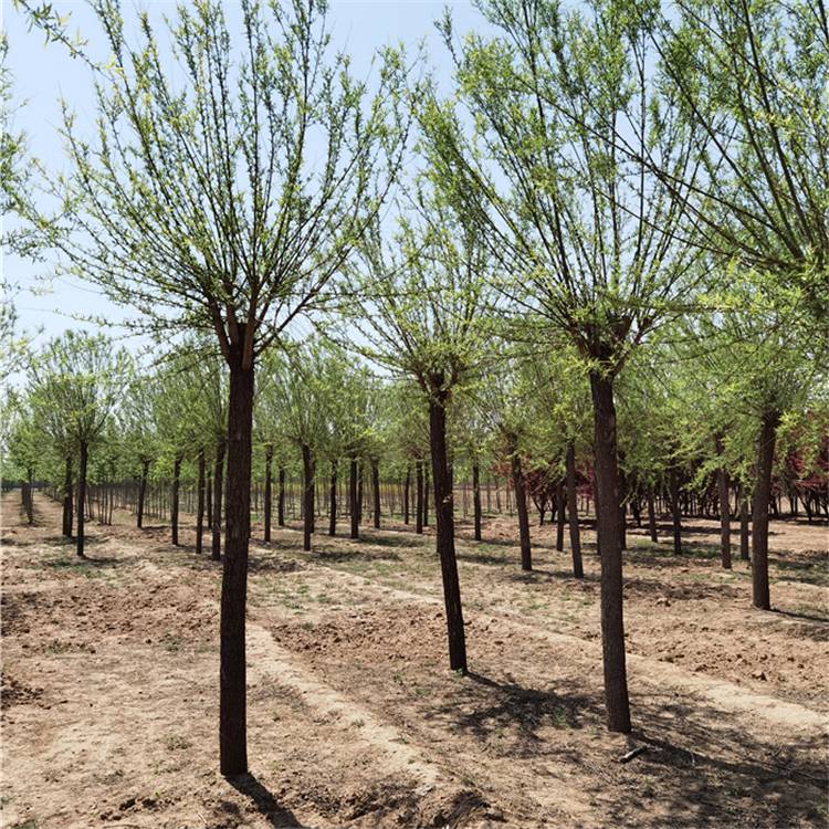 14公分饅頭柳-饅頭柳基地-提供種(zhǒng)植技術-遠銷四川巴中