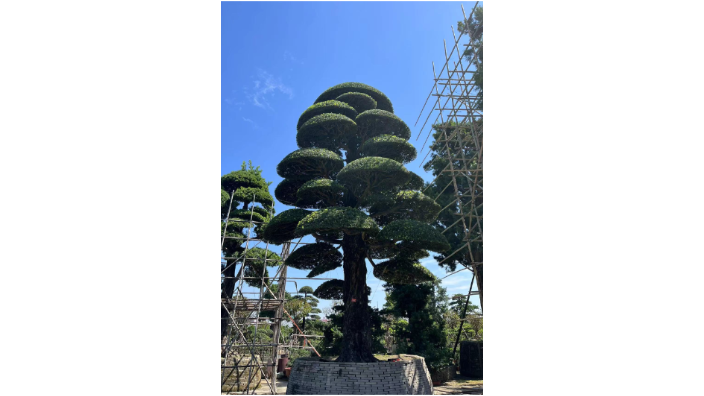 龍華區進(jìn)口羅漢松 深圳市寶安區羅漢松園供應