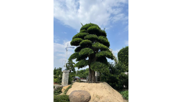 鹽田區羅漢松特産 深圳市寶安區羅漢松園供應